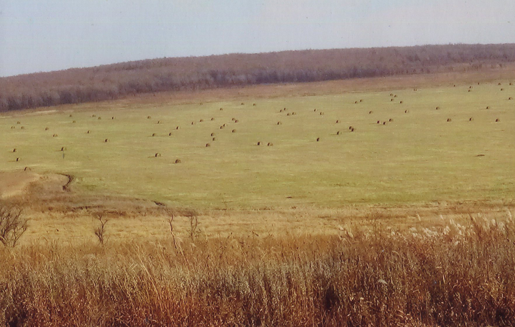 Bales